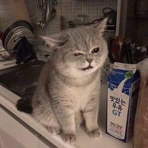 Meet your Posher, Prestley